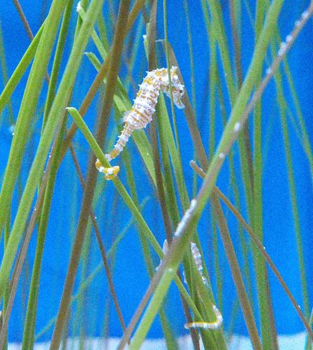 Dwarf seahorse